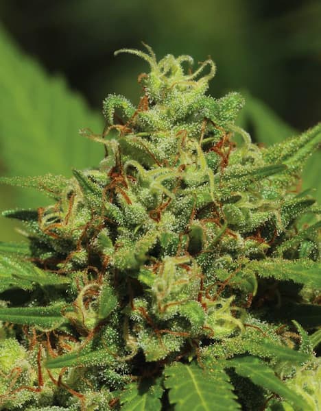 Emerald Fire OG Auto > Humboldt Seed Company | Autoflowering Hanfsamen  |  Indica
